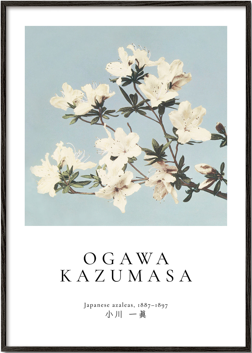 Botanisk plakat: japanske azalea på blå