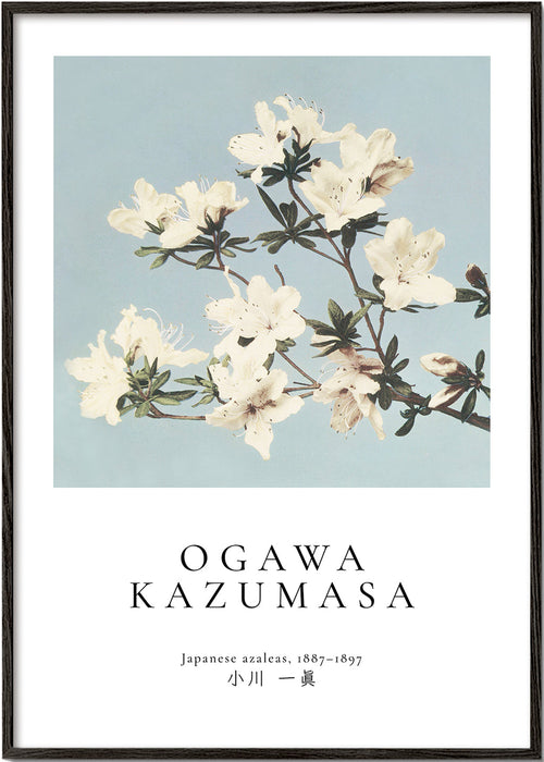 Botanisk plakat: japanske azalea på blå