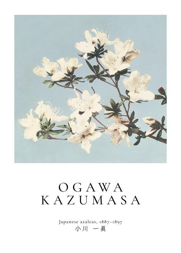 Botanisk plakat: japanske azalea på blå