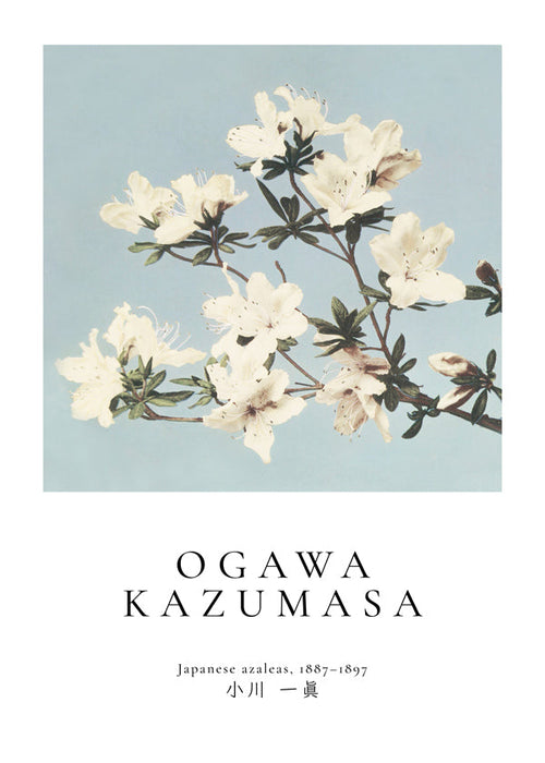 Botanisk plakat: japanske azalea på blå