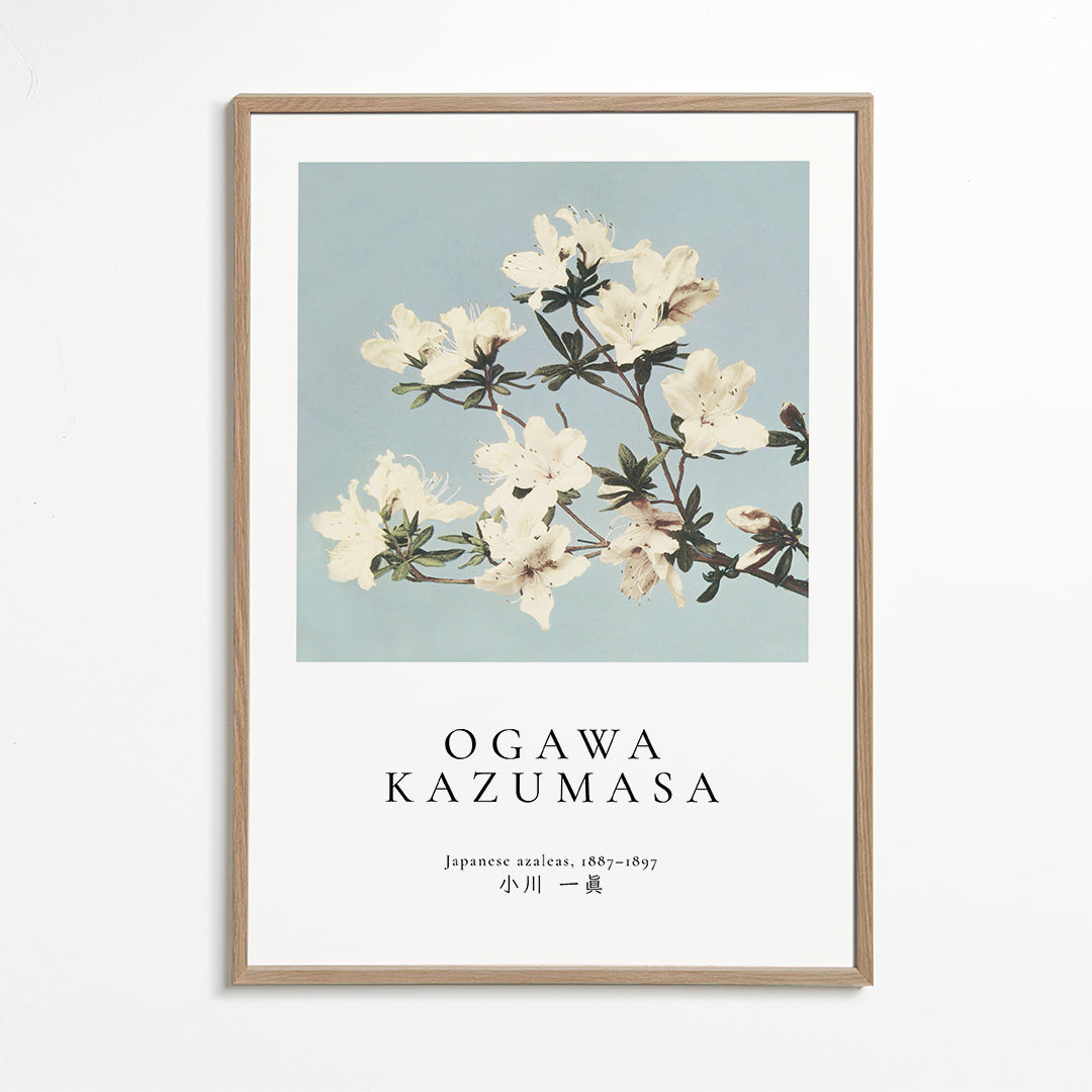 Botanisk plakat: japanske azalea på blå