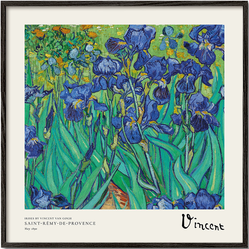 Botanisk plakat med blå iris