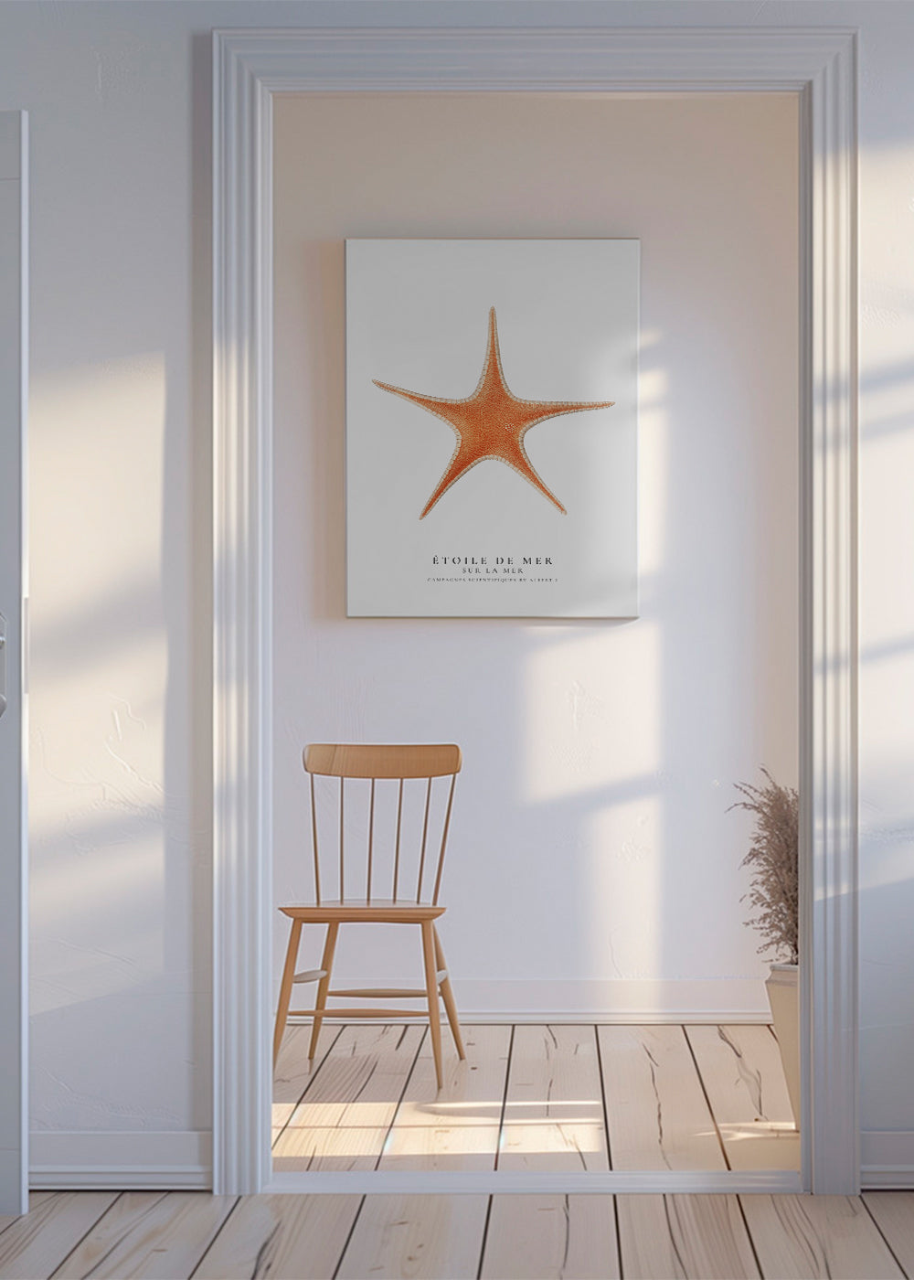 Billede Søstjerne — videnskabelig illustration i minimalistisk udtryk