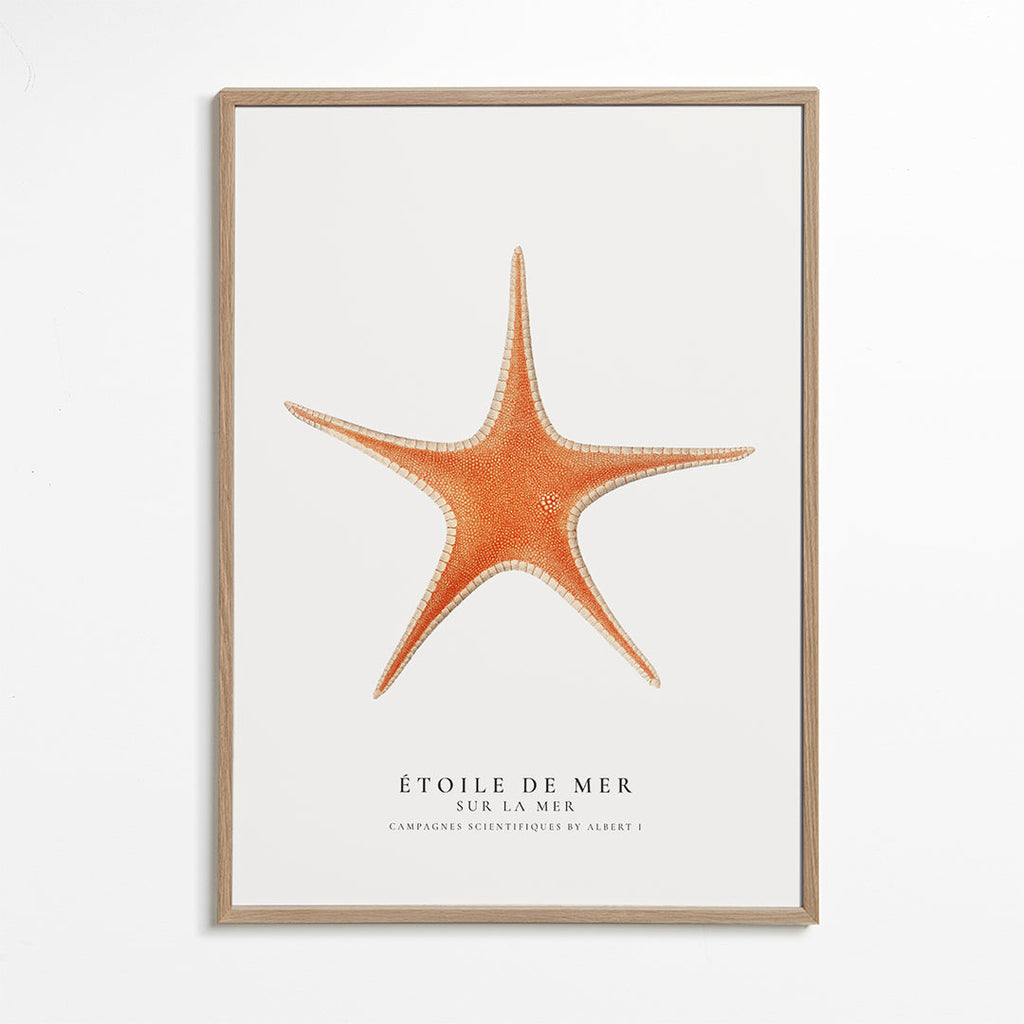 Billede Søstjerne — videnskabelig illustration i minimalistisk udtryk