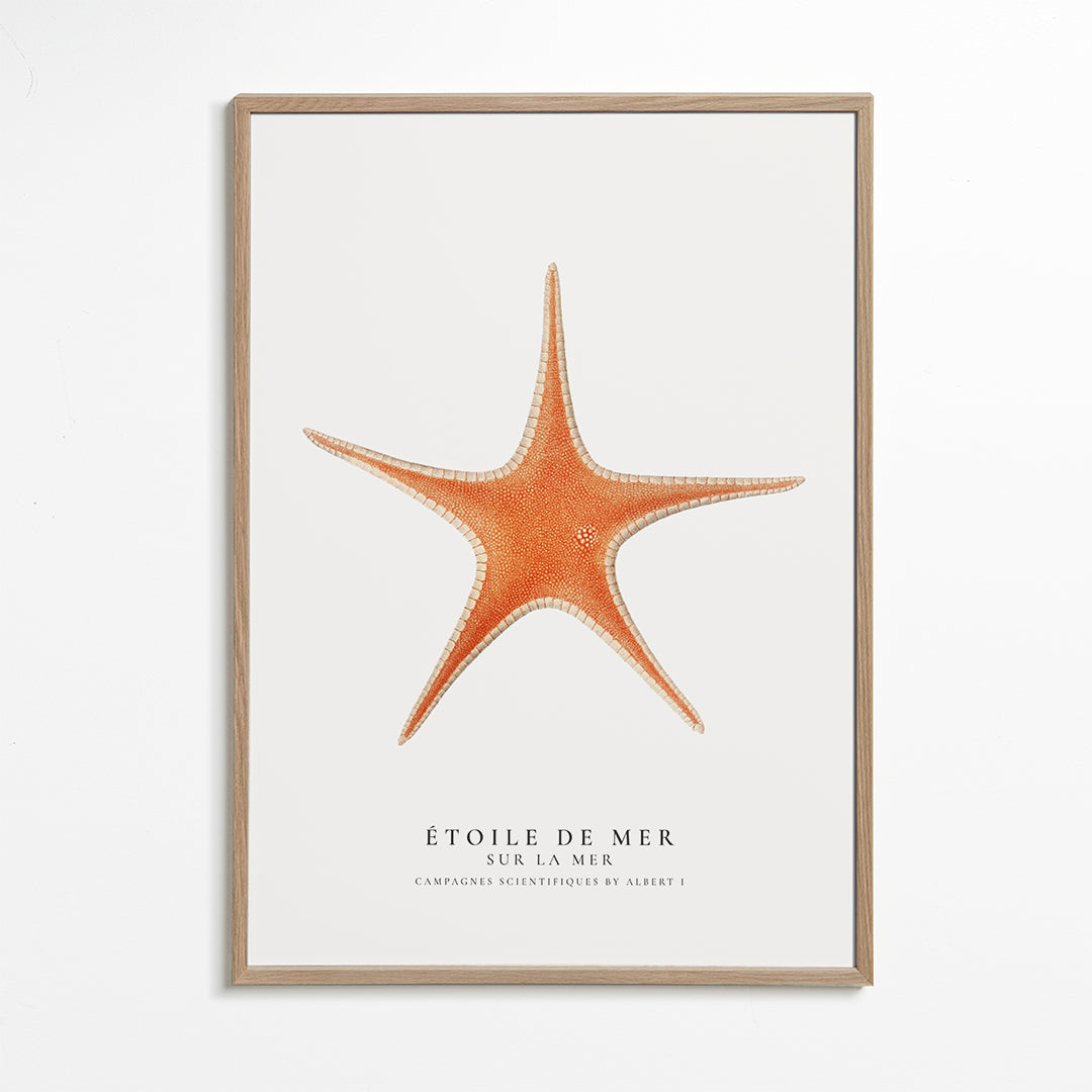 Billede Søstjerne — videnskabelig illustration i minimalistisk udtryk