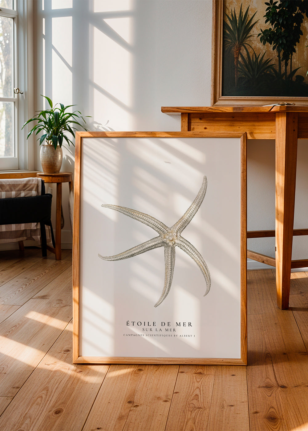 Søstjerne videnskabelig illustration på hvid baggrund