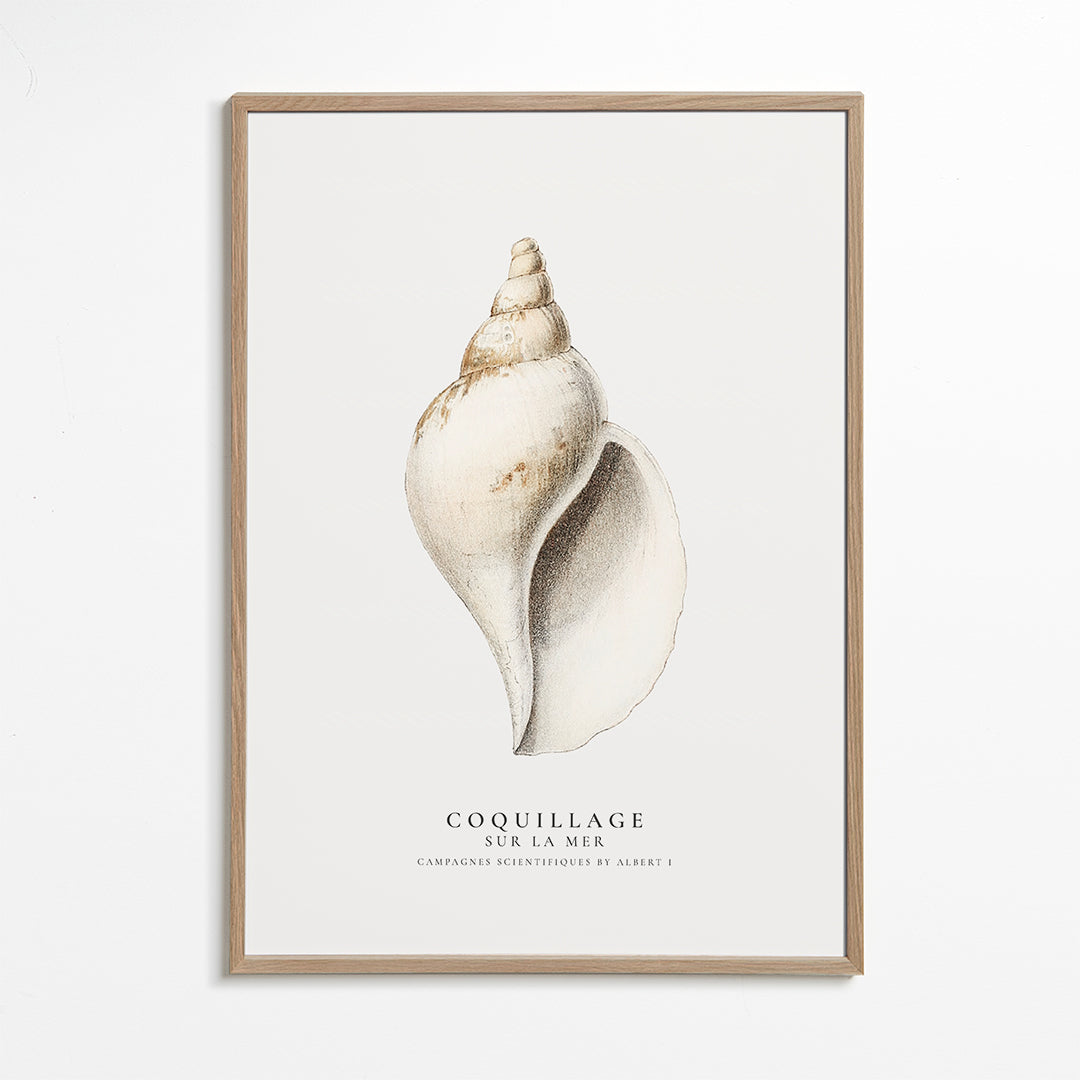 Videnskabelig snegleskal-illustration