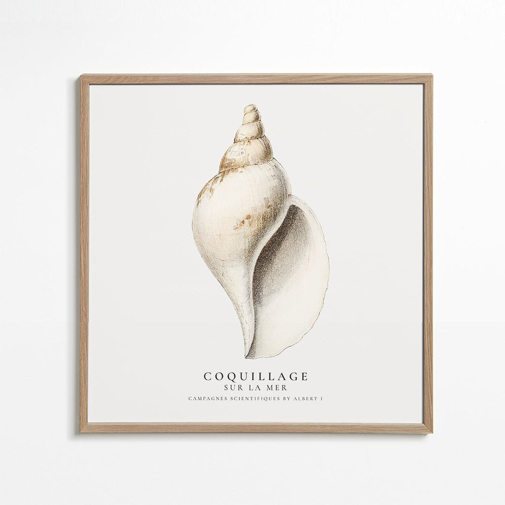 Videnskabelig sneglehus-illustration