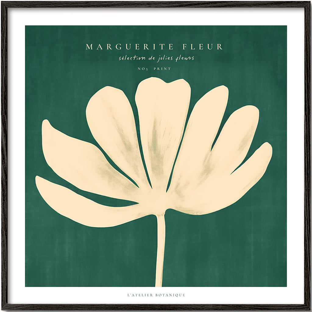 Botanisk plakat: marguerit på grøn baggrund
