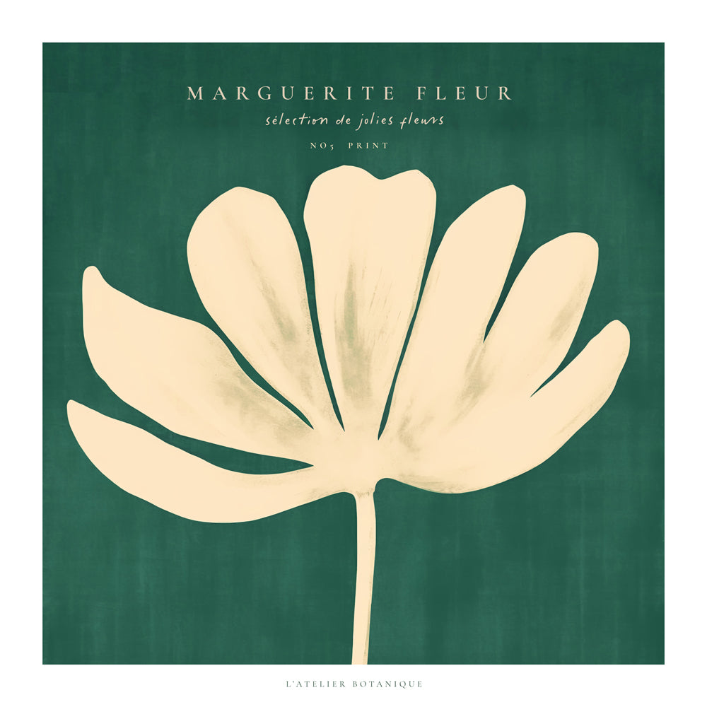 Botanisk plakat: marguerit på grøn baggrund