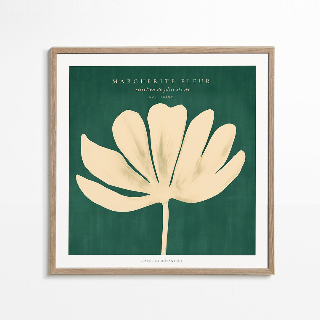 Botanisk plakat: marguerit på grøn baggrund
