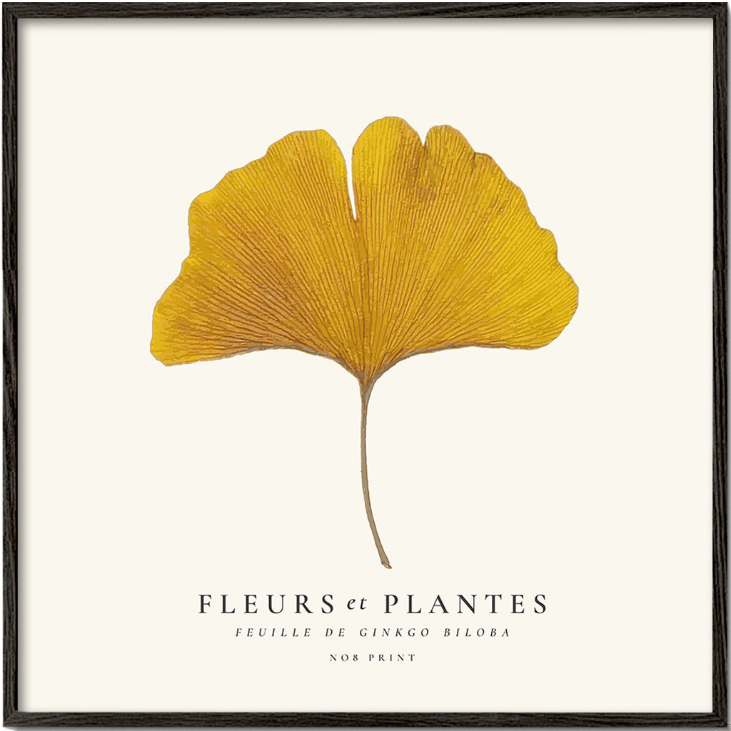 Botanisk plakat ginkgo blad gul
