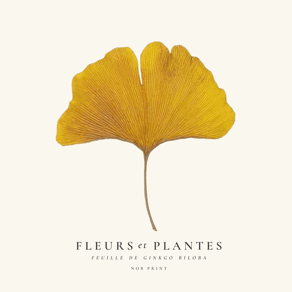 Botanisk plakat ginkgo blad gul