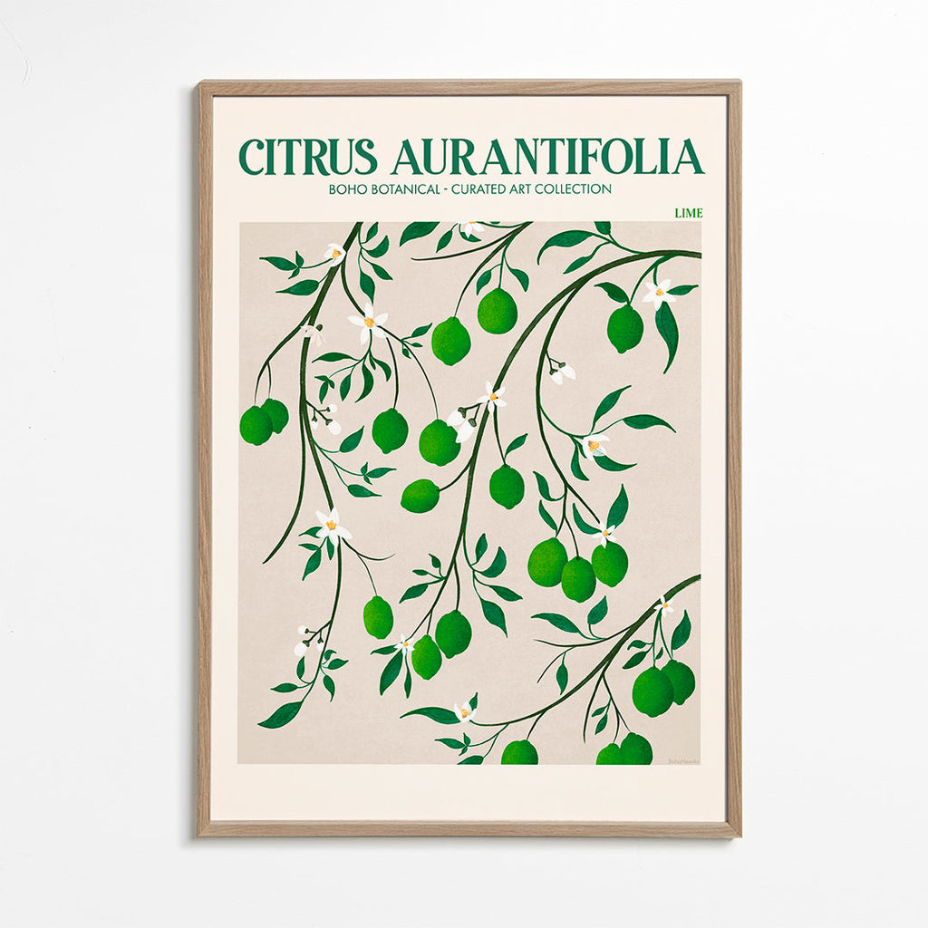 Botanisk plakat med limegrene