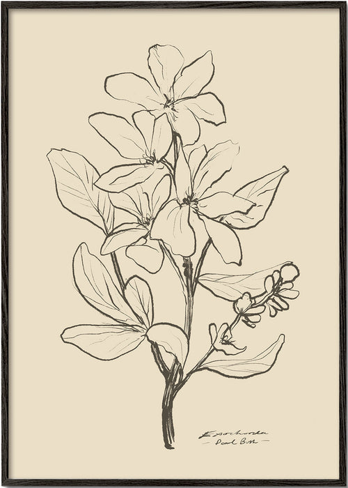 Botanisk plakat — lineær blomsterskitse