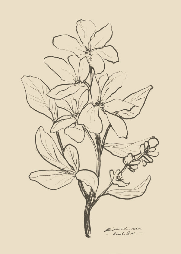Botanisk plakat — lineær blomsterskitse
