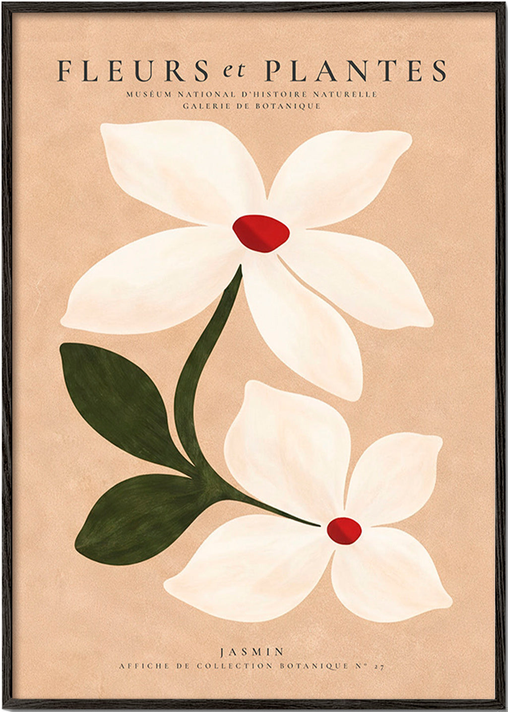 Botanisk plakat jasmin på beige baggrund