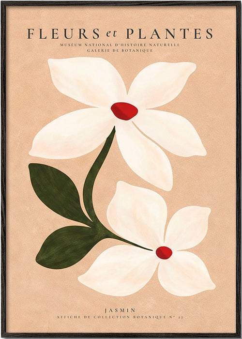 Botanisk plakat jasmin på beige baggrund