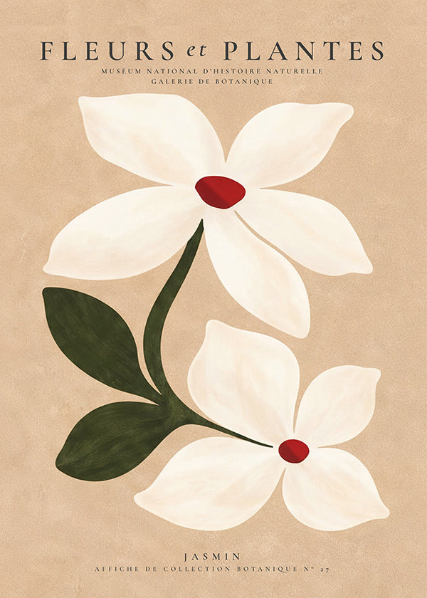 Botanisk plakat jasmin på beige baggrund