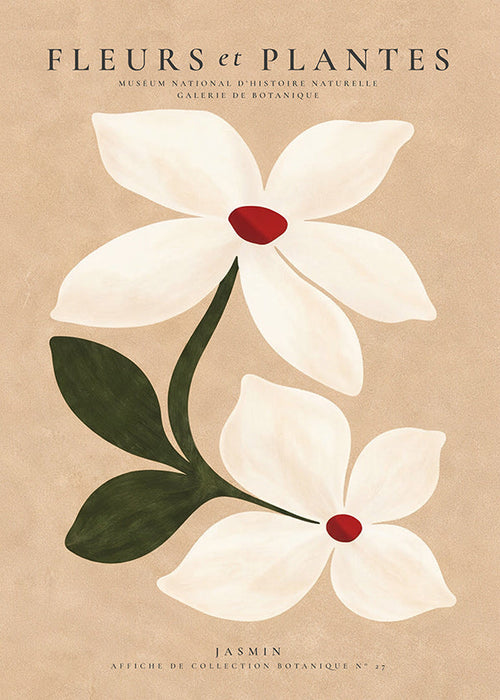 Botanisk plakat jasmin på beige baggrund