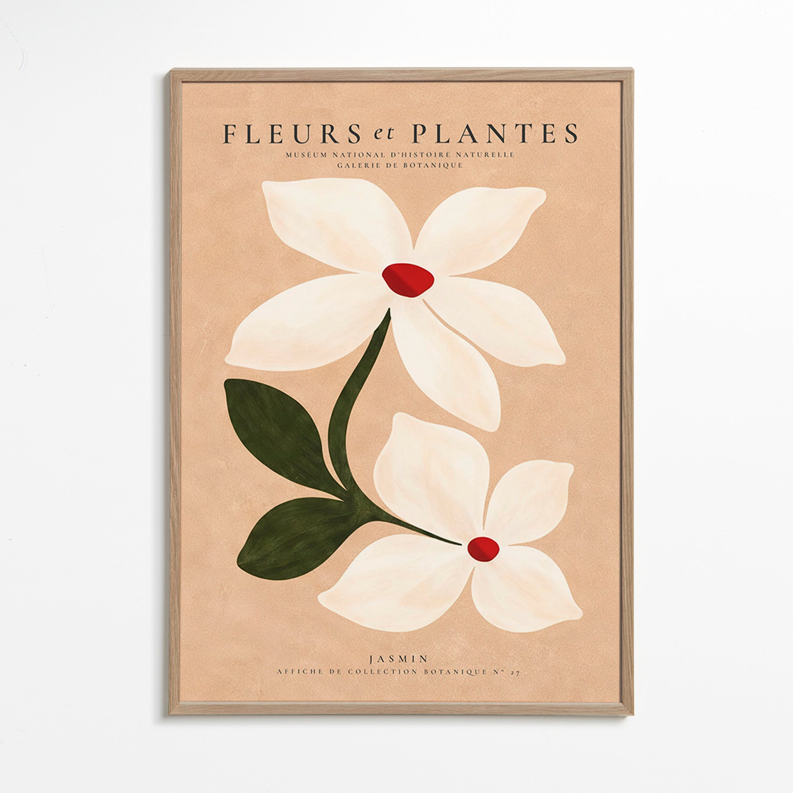 Botanisk plakat jasmin på beige baggrund