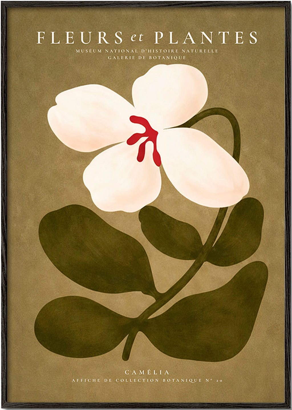 Botanisk plakat: hvid kamelia på olivengrøn baggrund