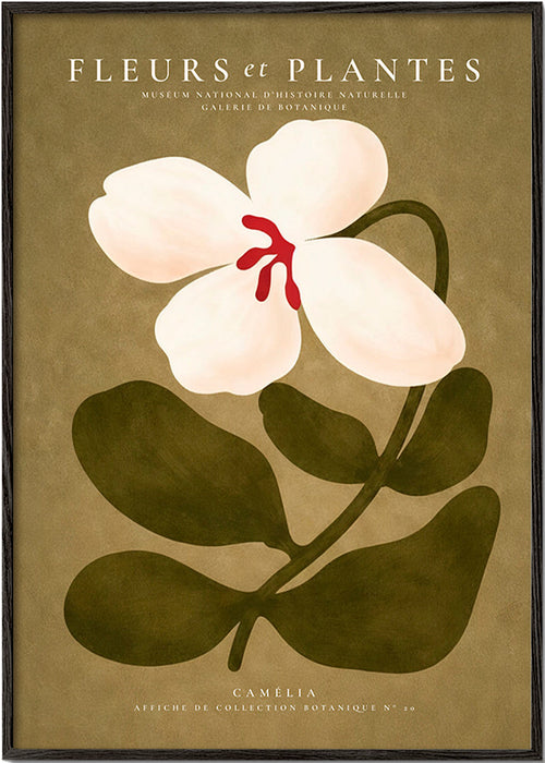 Botanisk plakat: hvid kamelia på olivengrøn baggrund
