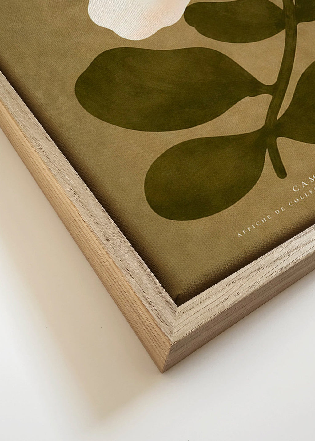 Botanisk plakat: hvid kamelia på olivengrøn baggrund