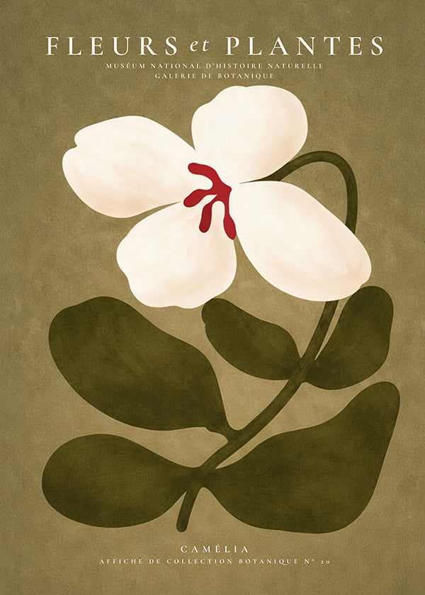 Botanisk plakat: hvid kamelia på olivengrøn baggrund