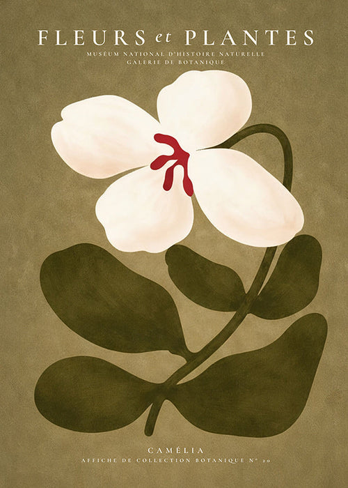 Botanisk plakat: hvid kamelia på olivengrøn baggrund