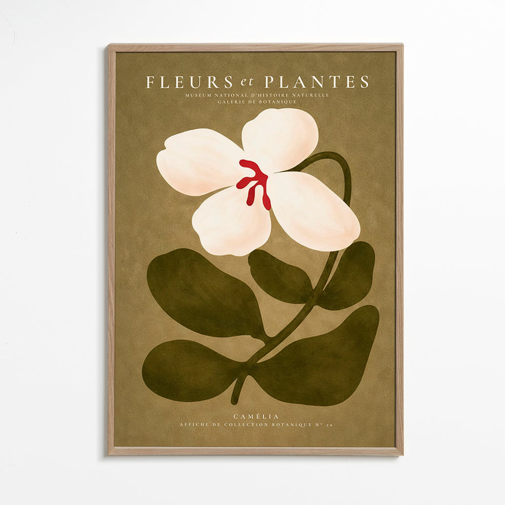 Botanisk plakat: hvid kamelia på olivengrøn baggrund