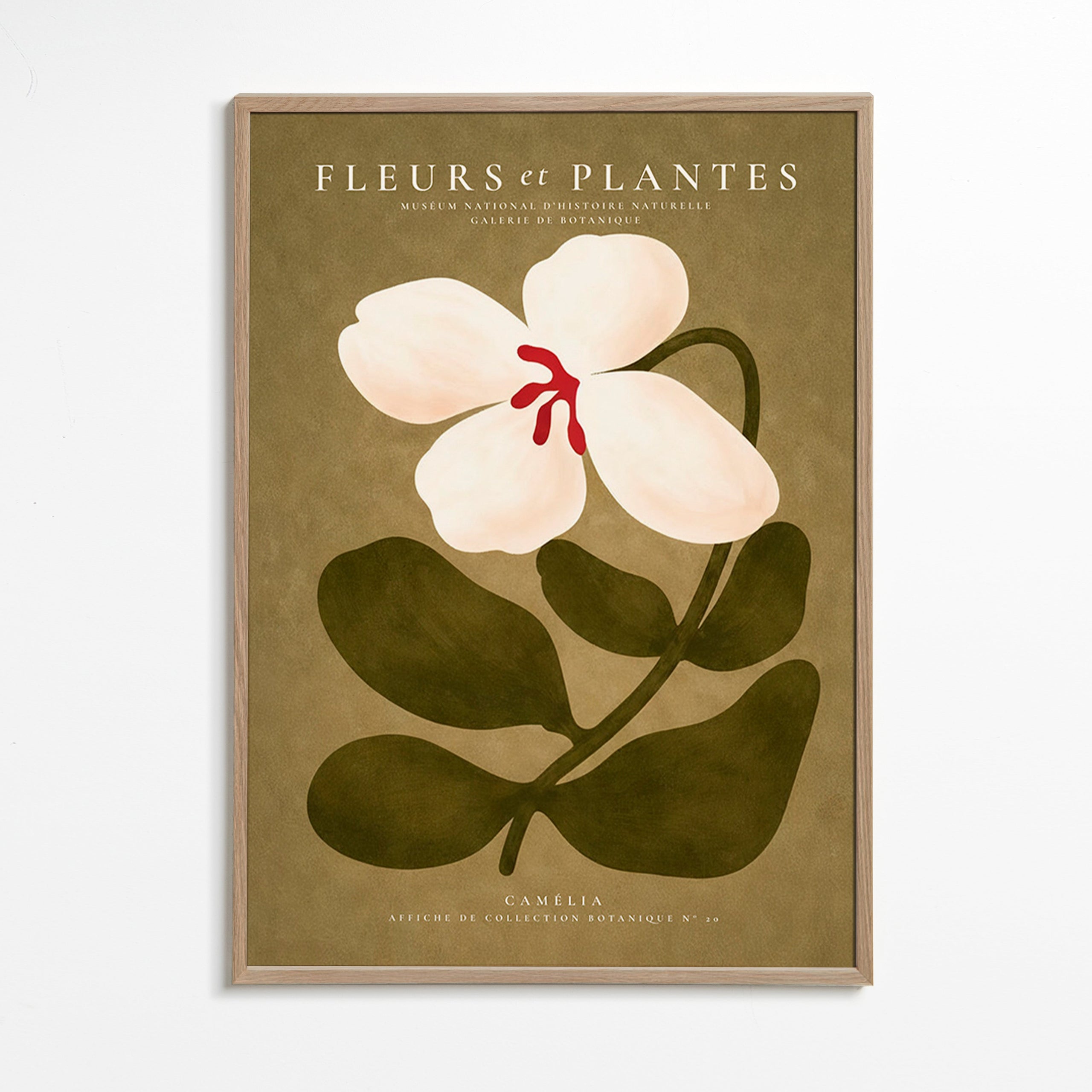 Botanisk plakat: hvid kamelia på olivengrøn baggrund