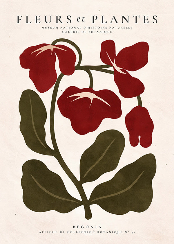 Botanisk plakat: Rød begonia stiliseret