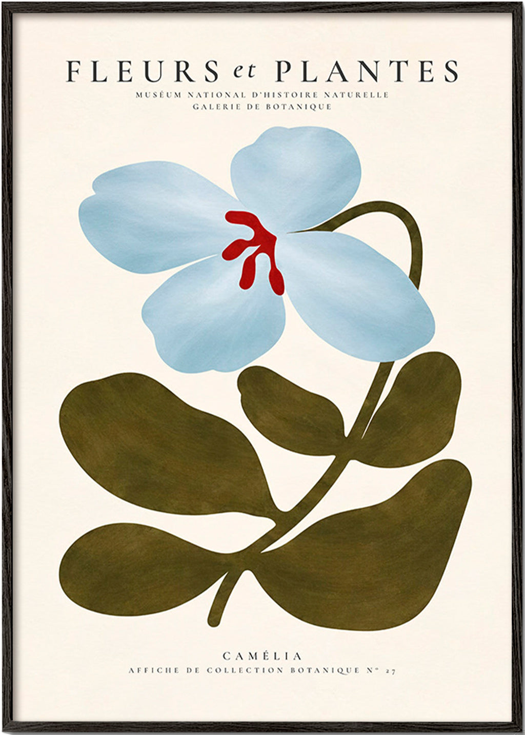 Botanisk plakat Blå kamélie