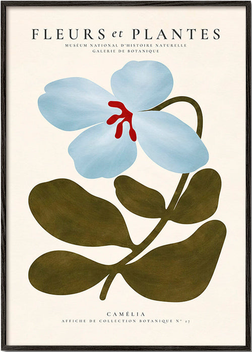 Botanisk plakat Blå kamélie