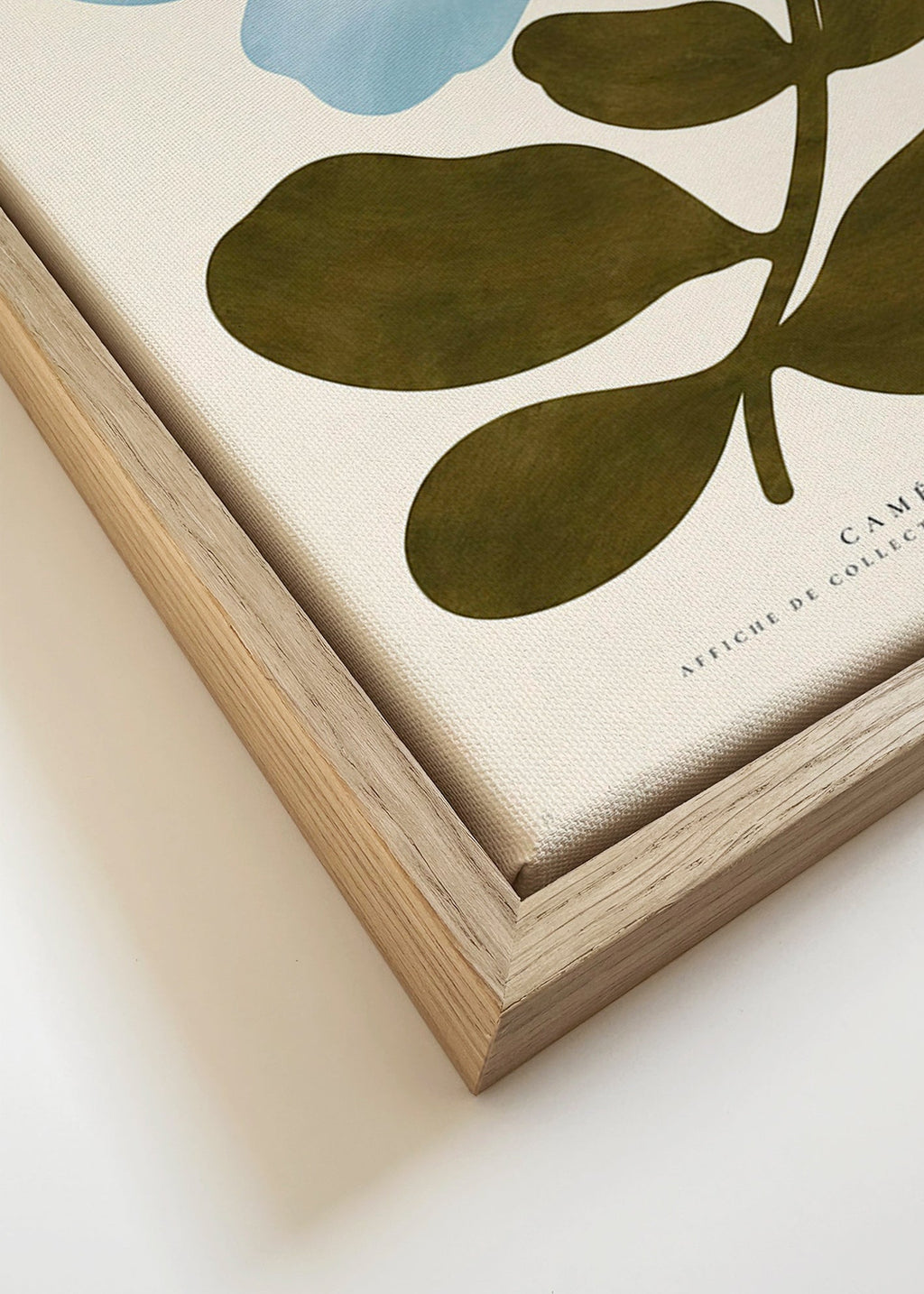 Botanisk plakat Blå kamélie