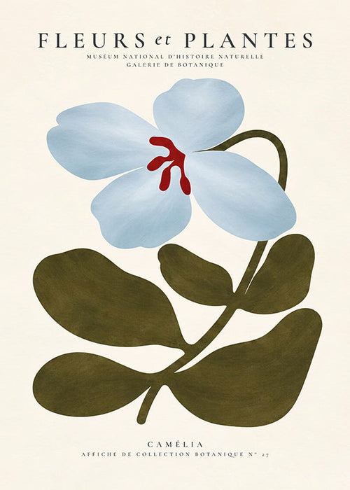 Botanisk plakat Blå kamélie