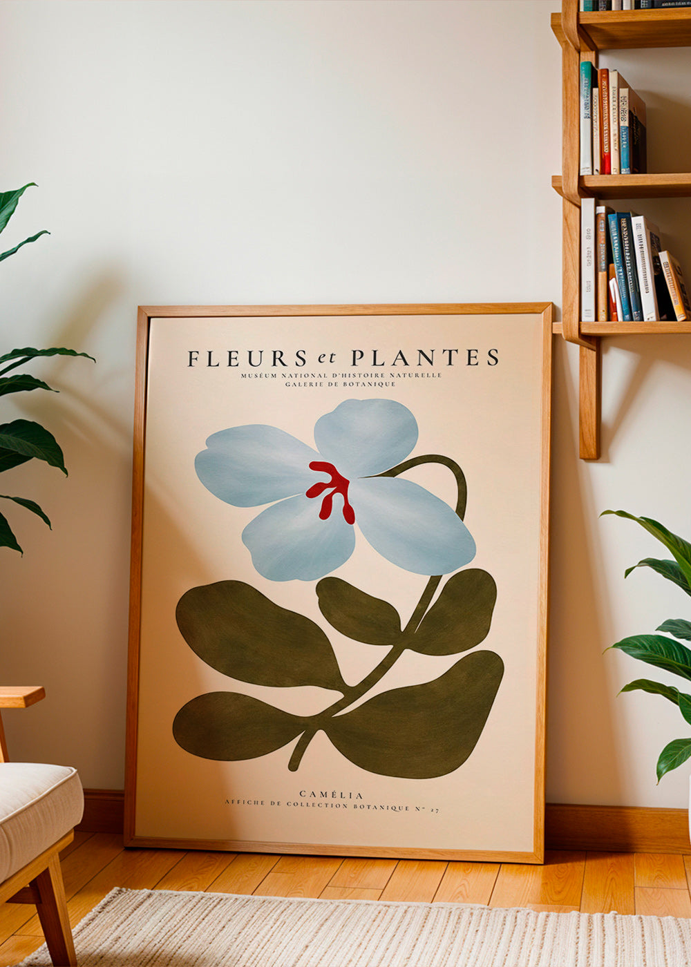 Botanisk plakat Blå kamélie