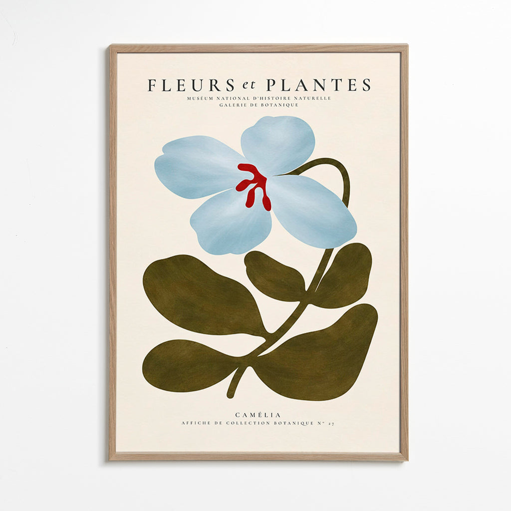 Botanisk plakat Blå kamélie