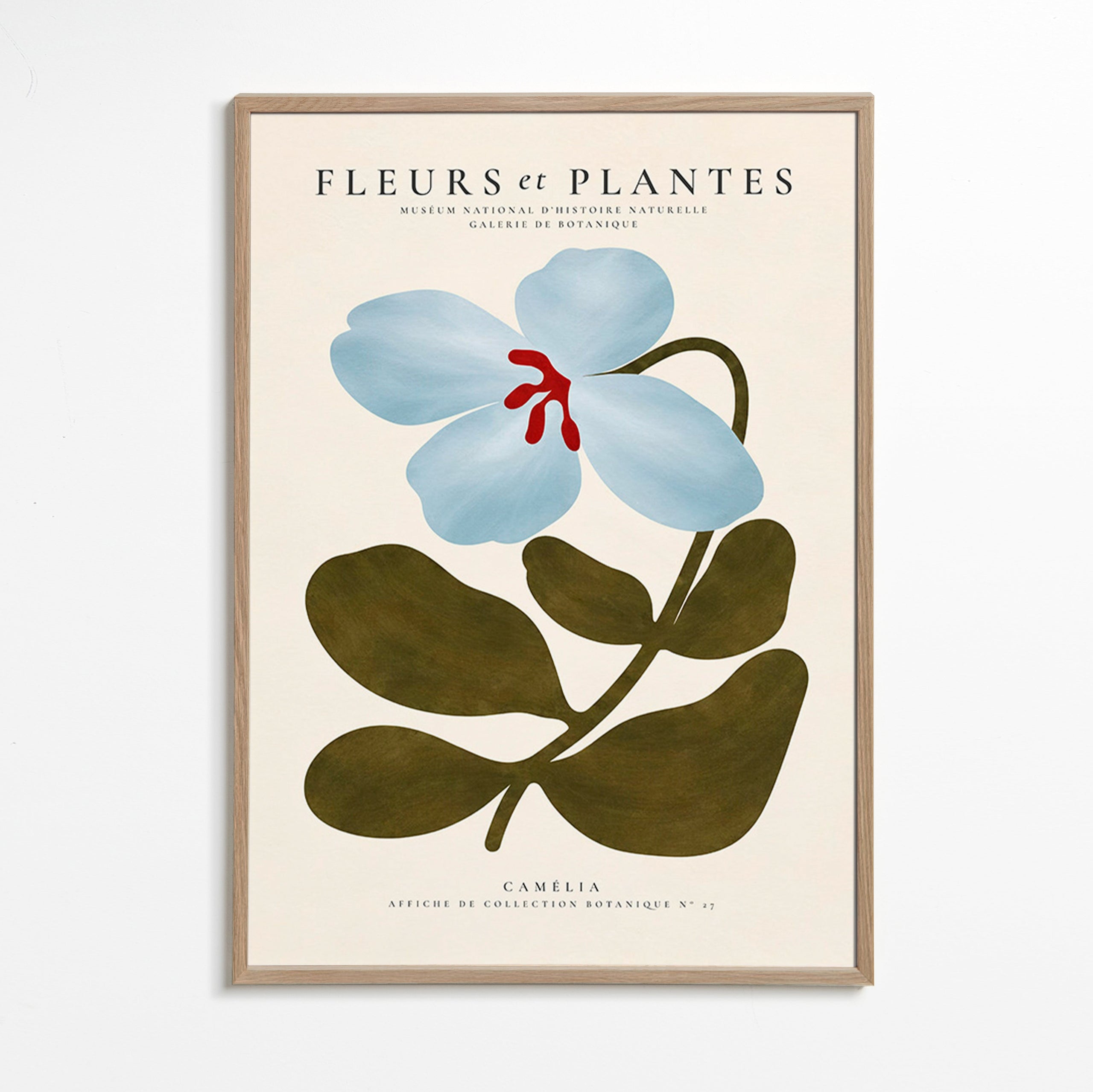 Botanisk plakat Blå kamélie