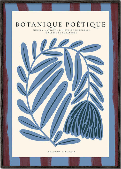 Botanisk plakat: stiliseret blå akacie