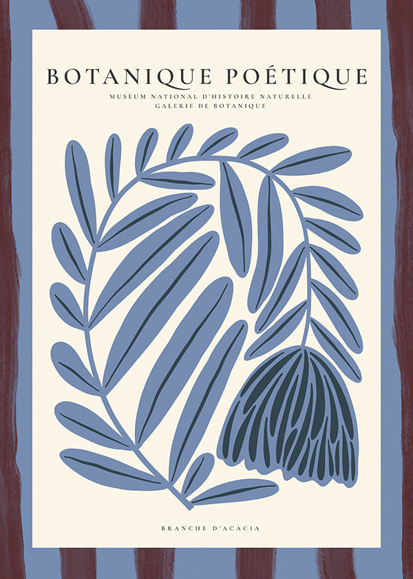Botanisk plakat: stiliseret blå akacie