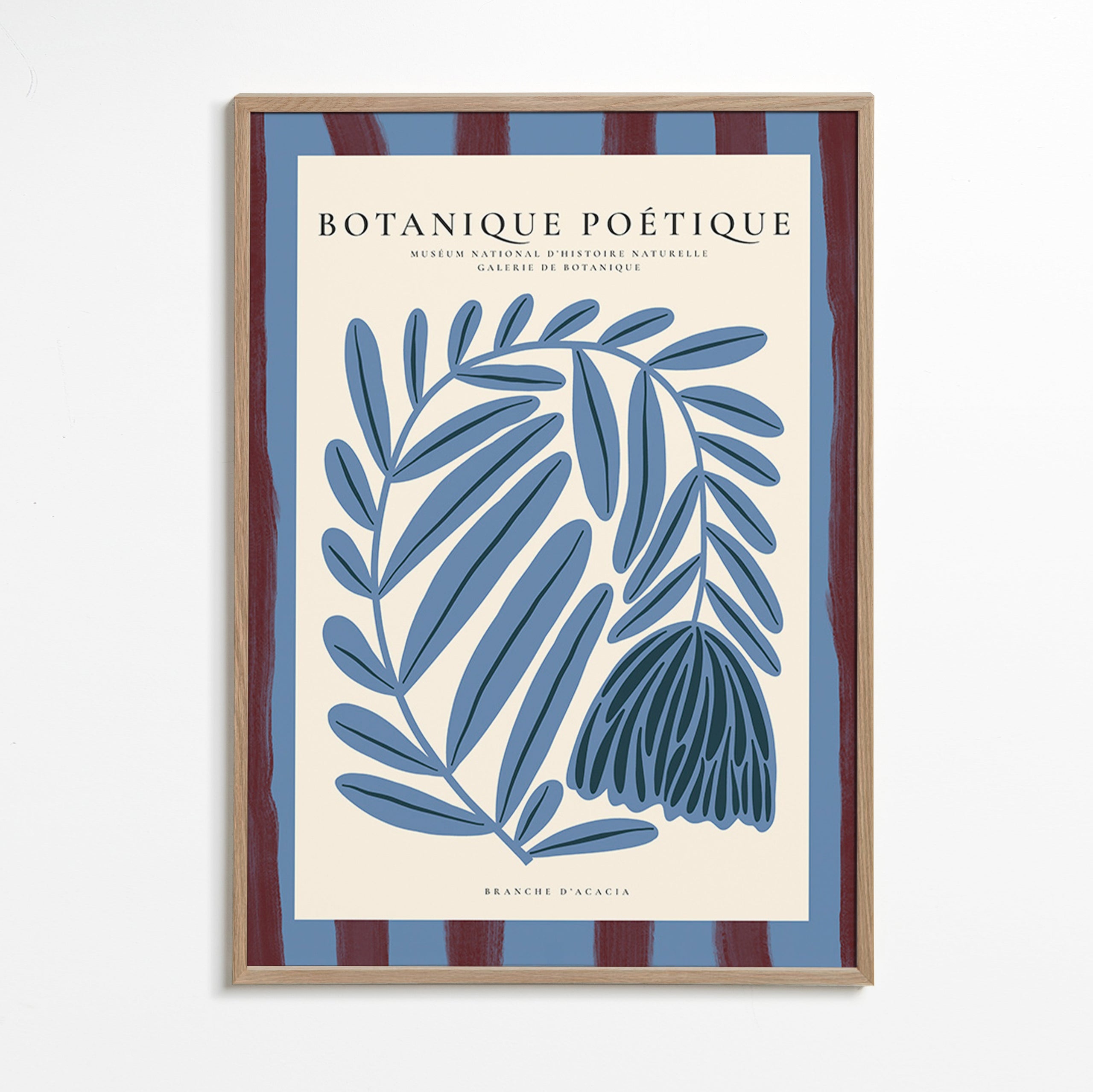 Botanisk plakat: stiliseret blå akacie