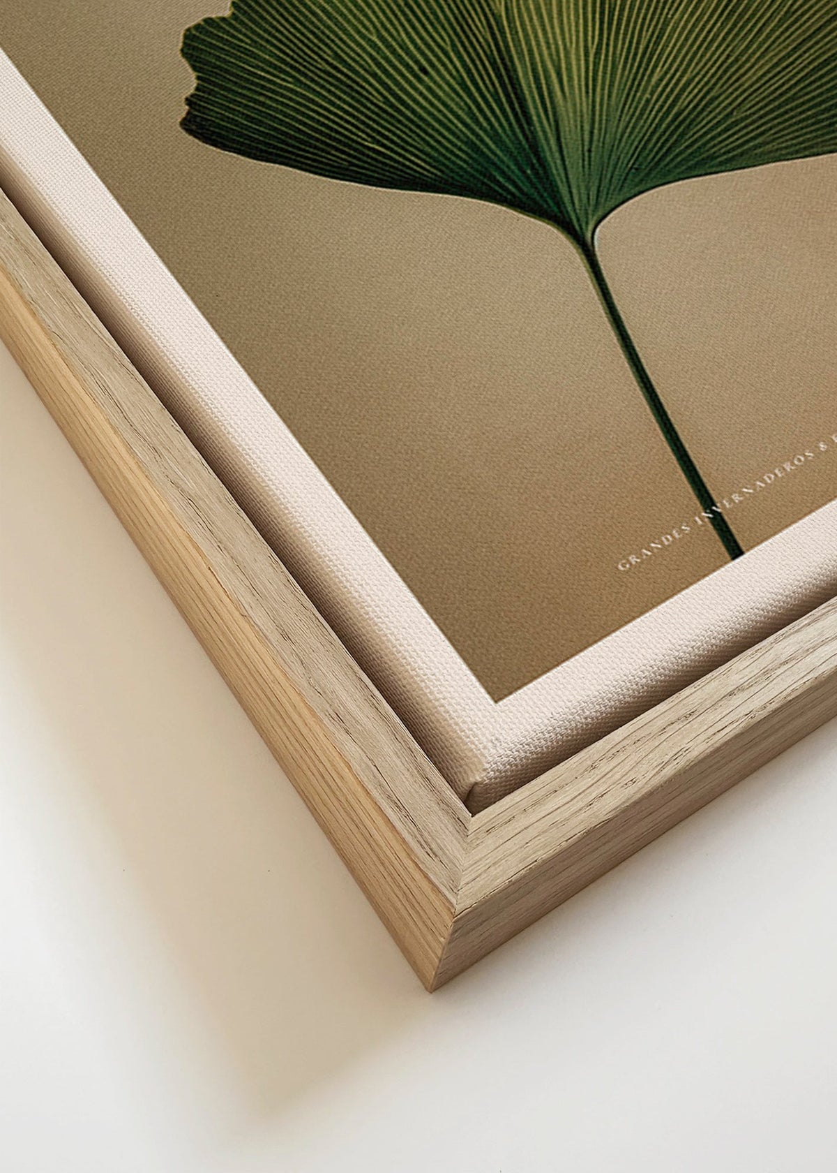 Botanisk plakat med ginkgo-blad og klassisk typografi