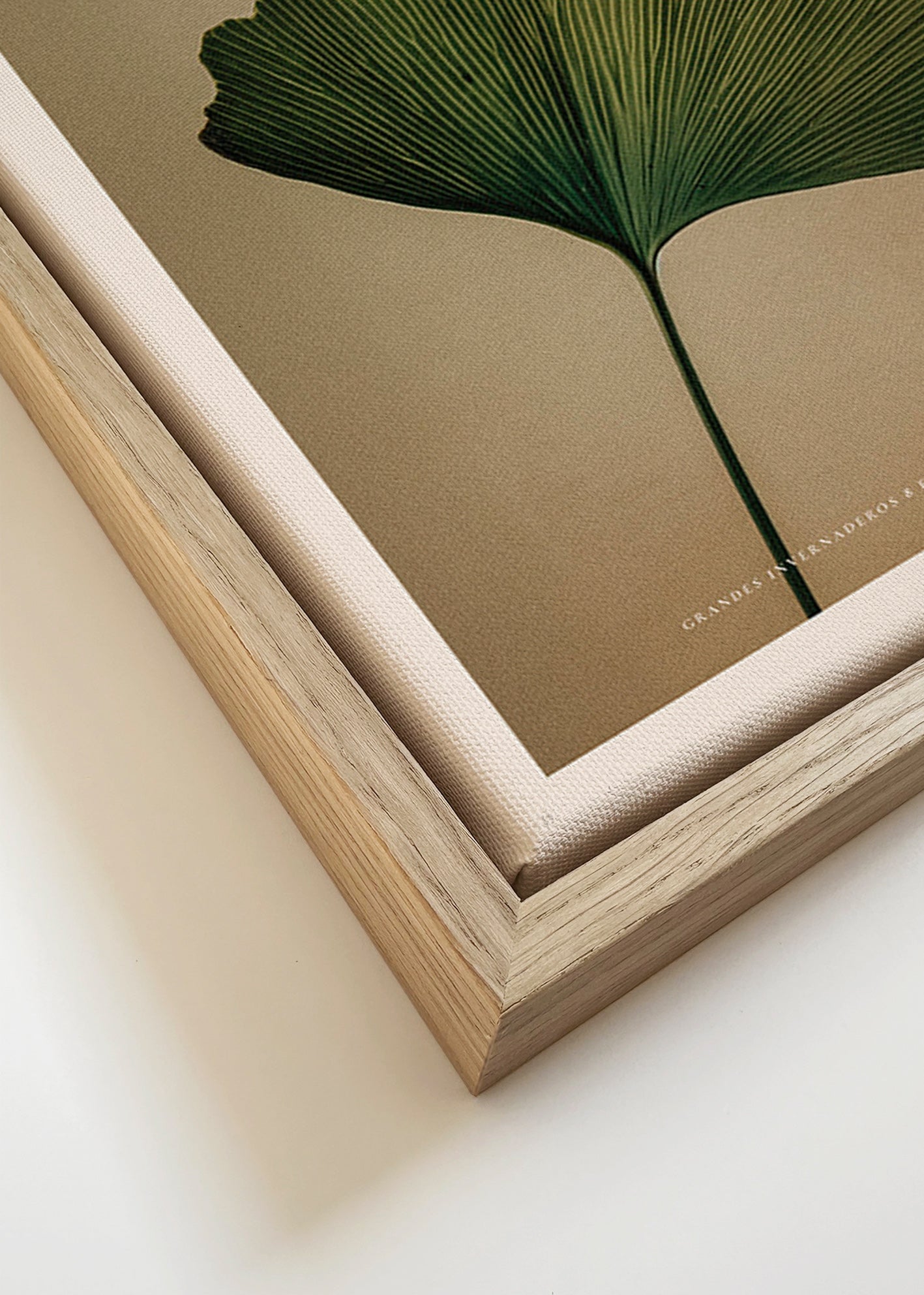 Botanisk plakat med ginkgo-blad og klassisk typografi
