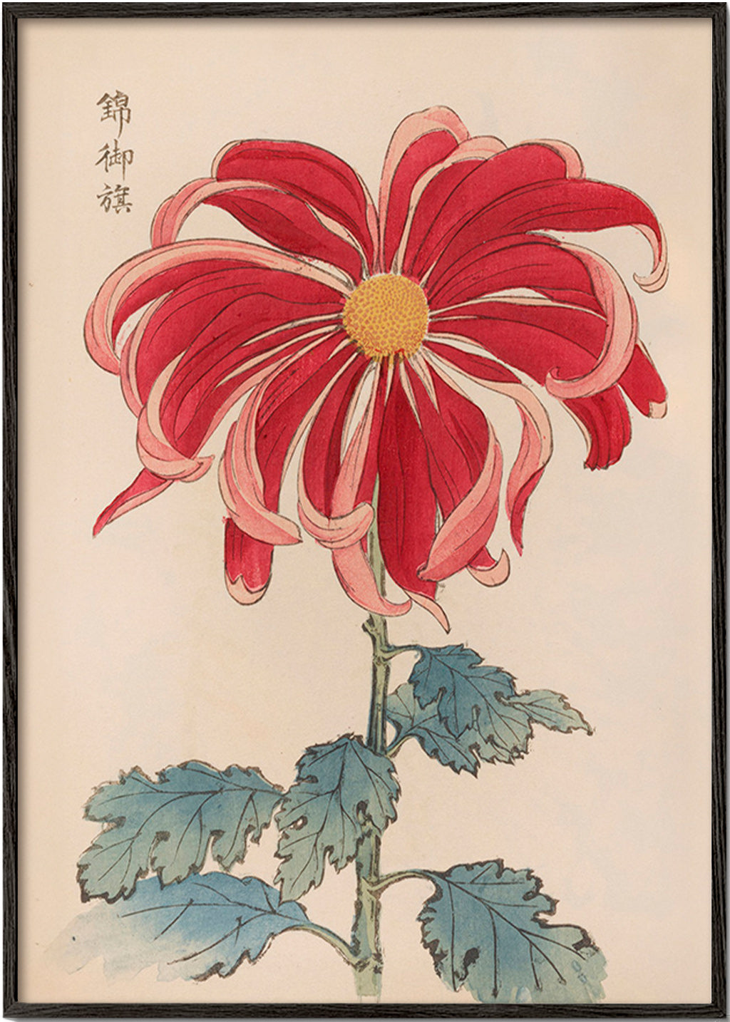 Botanisk plakat japansk krysantem rød