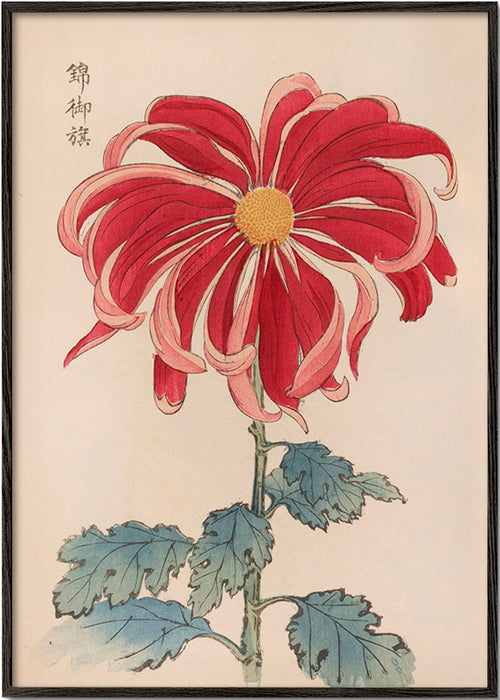 Botanisk plakat japansk krysantem rød