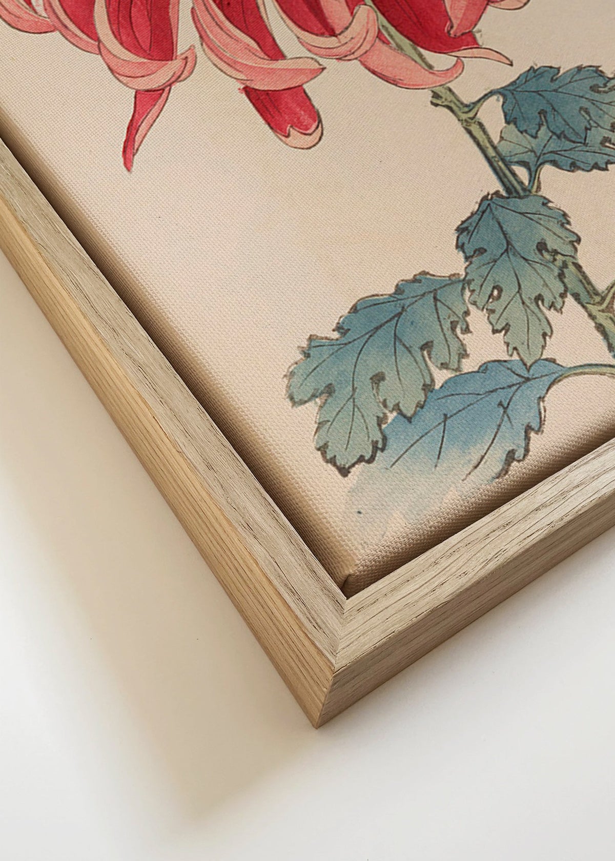 Botanisk plakat japansk krysantem rød