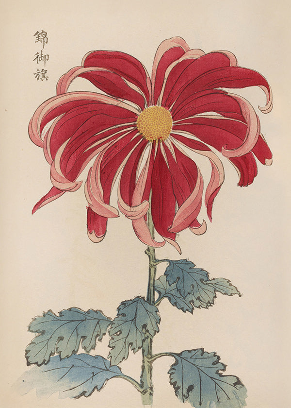 Botanisk plakat japansk krysantem rød