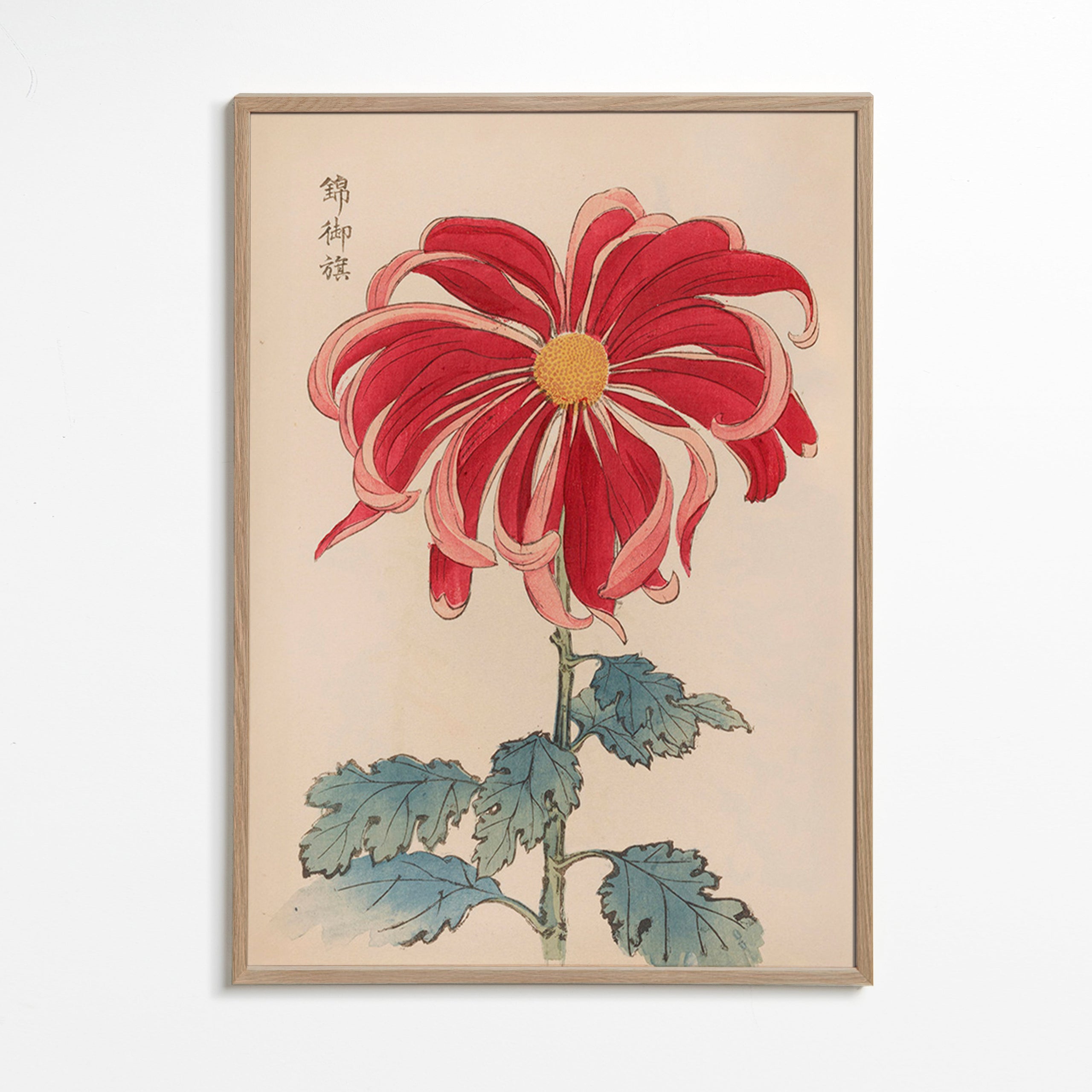 Botanisk plakat japansk krysantem rød